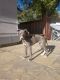 Italian Greyhound Puppies for sale in Casper, WY, USA. price: $1,700