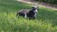 Italian Greyhound Puppies for sale in Cheyenne, WY, USA. price: NA