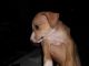Italian Greyhound Puppies for sale in Glen Burnie, MD 21061, USA. price: NA