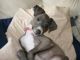 Italian Greyhound Puppies for sale in Los Angeles, CA, USA. price: $700
