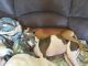 Italian Greyhound Puppies for sale in Lakeville, MN, USA. price: NA