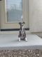 Italian Greyhound Puppies for sale in Tucson, AZ, USA. price: $4,000