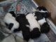 Jack-A-Poo Puppies for sale in De Kalb Junction, NY 13630, USA. price: $50,000