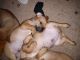 Jack-A-Poo Puppies for sale in Greensboro, NC, USA. price: $200