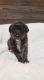 Jack-A-Poo Puppies for sale in Due West, SC 29639, USA. price: $1,200