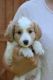 Jack-A-Poo Puppies for sale in 497 Thistle St, Penn Yan, NY 14527, USA. price: NA