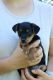 Jack-A-Poo Puppies for sale in 497 Thistle St, Penn Yan, NY 14527, USA. price: NA