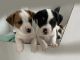 Jack Russell Terrier Puppies for sale in Haymarket, VA 20169, USA. price: $1,000