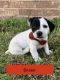 Jack Russell Terrier Puppies for sale in Pawnee, OK 74058, USA. price: NA