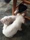 Jack Russell Terrier Puppies for sale in Irvine, KY 40336, USA. price: NA