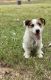 Jack Russell Terrier Puppies for sale in Mooreville, MS 38857, USA. price: $400