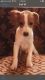Jack Russell Terrier Puppies for sale in Calverton, MD 20705, USA. price: $600