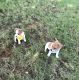 Jack Russell Terrier Puppies for sale in LOS RANCHOS DE ABQ, NM 87114, USA. price: NA
