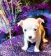 Jack Russell Terrier Puppies for sale in Knoxville, TN, USA. price: NA
