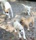 Jack Russell Terrier Puppies for sale in Hampton, GA 30228, USA. price: $7,705,730,000