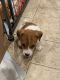Jack Russell Terrier Puppies for sale in Inyokern, CA, USA. price: $900