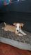 Jack Russell Terrier Puppies for sale in Columbus, IN 47201, USA. price: $300