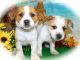 Jack Russell Terrier Puppies for sale in Hammond, IN, USA. price: $800