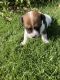 Jack Russell Terrier Puppies for sale in Summerville, OR 97876, USA. price: $1,000