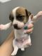 Jack Russell Terrier Puppies for sale in Crowley, TX 76036, USA. price: $1,200