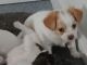 Jack Russell Terrier Puppies for sale in Taunton, MA, USA. price: $900