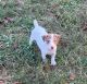 Jack Russell Terrier Puppies for sale in Pittsburgh, PA, USA. price: NA