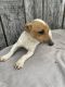 Jack Russell Terrier Puppies for sale in Brooksville, KY 41004, USA. price: $300