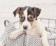Jack Russell Terrier Puppies