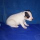 Jack Russell Terrier Puppies for sale in Fort Collins, CO, USA. price: $550