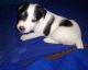 Jack Russell Terrier Puppies for sale in Fort Collins, CO, USA. price: $550