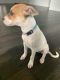Jack Russell Terrier Puppies for sale in 722 Carmen St, San Juan, TX 78589, USA. price: NA