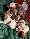 Jack Russell Terrier Puppies for sale in Waldo, AR 71770, USA. price: $300