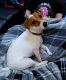 Jack Russell Terrier Puppies for sale in Peyton, CO 80831, USA. price: $350