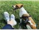 Jack Russell Terrier Puppies for sale in Grand Rapids, MI, USA. price: $500