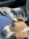 Jack Russell Terrier Puppies for sale in Moran Township, MI, USA. price: $600