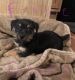 Jack Russell Terrier Puppies for sale in Bowie, TX 76230, USA. price: $500