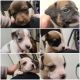 Jack Russell Terrier Puppies for sale in Bakersfield, CA, USA. price: $1,000