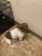 Jack Russell Terrier Puppies for sale in Racine, WI, USA. price: $2,000