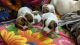 Jack Russell Terrier Puppies for sale in Singasandra, Bengaluru, Karnataka 560068, India. price: 25000 INR