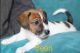Jack Russell Terrier Puppies for sale in Lawrenceville, Lawrence Township, NJ 08648, USA. price: $1,500