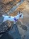 Jack Russell Terrier Puppies for sale in College Park, GA, USA. price: NA