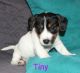 Jack Russell Terrier Puppies for sale in Trenton, NJ 08648, USA. price: $1,000