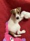 Jack Russell Terrier Puppies for sale in Waxahachie, TX, USA. price: NA