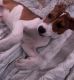 Jack Russell Terrier Puppies for sale in Tucson, AZ, USA. price: NA