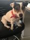 Jack Russell Terrier Puppies for sale in Tucson, AZ, USA. price: $3,000