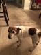 Jack Russell Terrier Puppies for sale in Meridian, ID, USA. price: $100