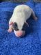 Jack Russell Terrier Puppies for sale in Steamboat Springs, CO 80487, USA. price: $650