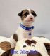 Jack Russell Terrier Puppies for sale in Lakeview, OH 43331, USA. price: $600