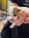 Jack Russell Terrier Puppies for sale in Steamboat Springs, CO 80487, USA. price: $650