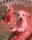 Jack Russell Terrier Puppies for sale in Baytown, TX, USA. price: NA